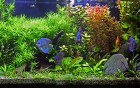 Plantet aquarium
